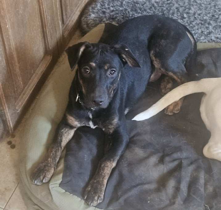 Photo of Rosco