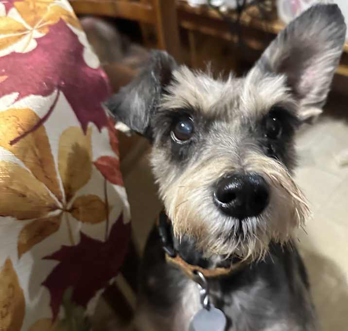 Photo of Pixel
