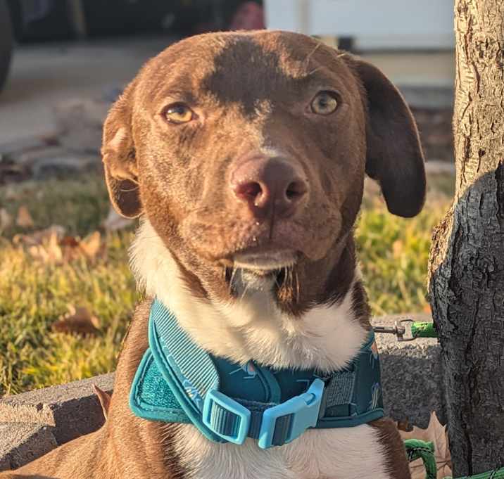 Photo of Brownie