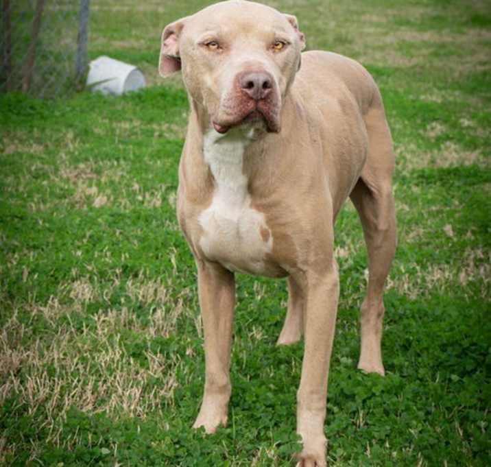 Photo of Rambo