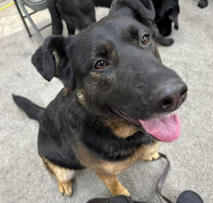 Photo of Callie