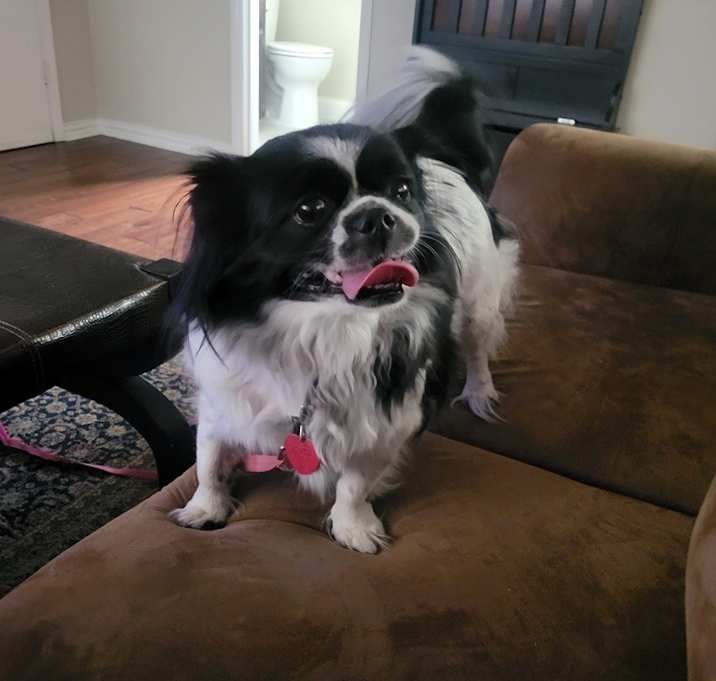 Photo of Bandit