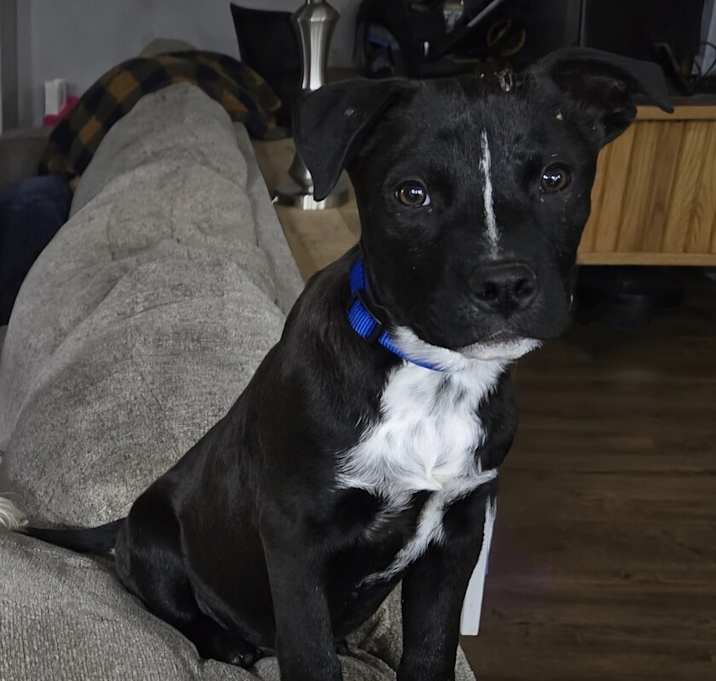 Photo of Briar