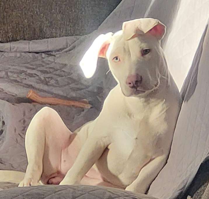 Photo of Lavender aka Minnie