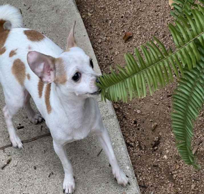 Photo of Casper