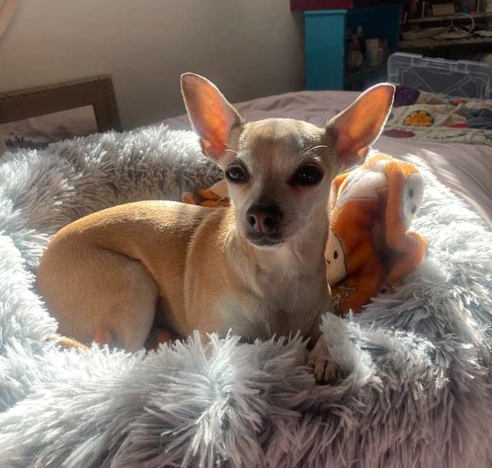 Photo of Angel