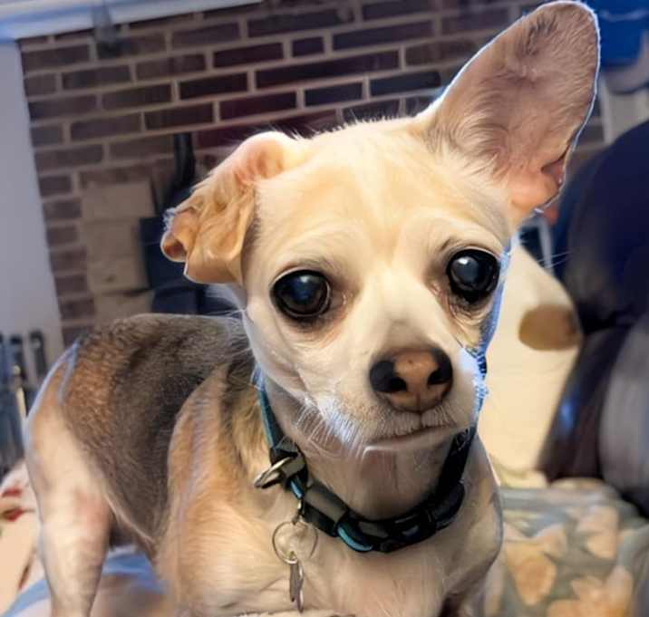 Photo of Poptart