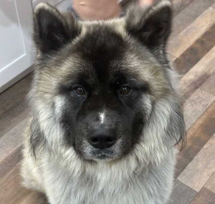 Photo of Kuma