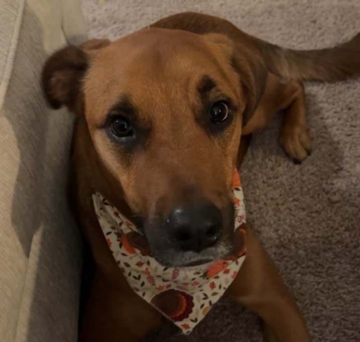 Photo of Brodie