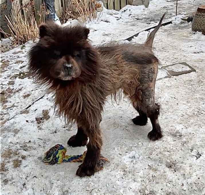 Photo of Adopted! Chance