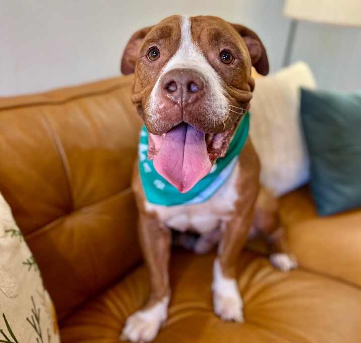 Photo of Guppy delivers giggles