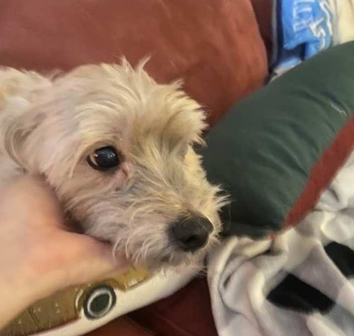 Photo of Sammy (NC)