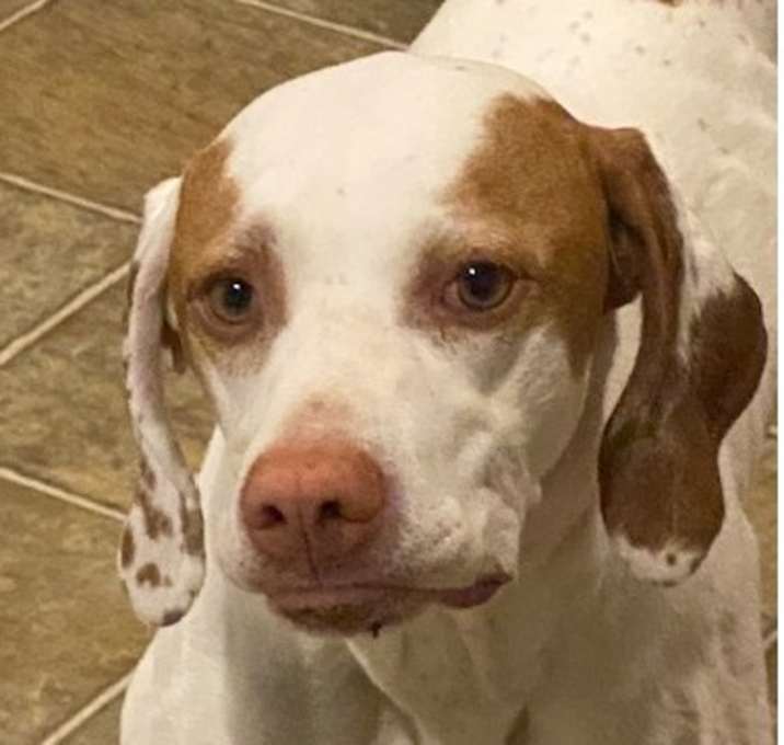 Photo of Ivy (Courtesy Post) - Bonded w Dexter