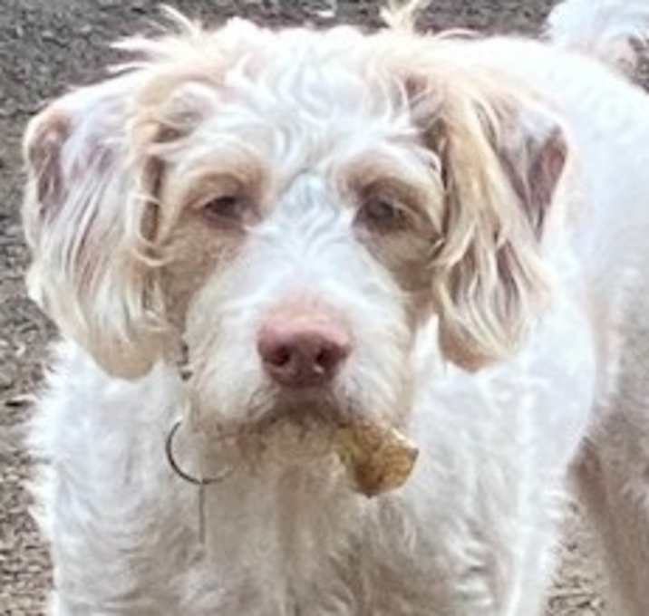 Photo of Dexter (Courtesy Post) - bonded w Ivy