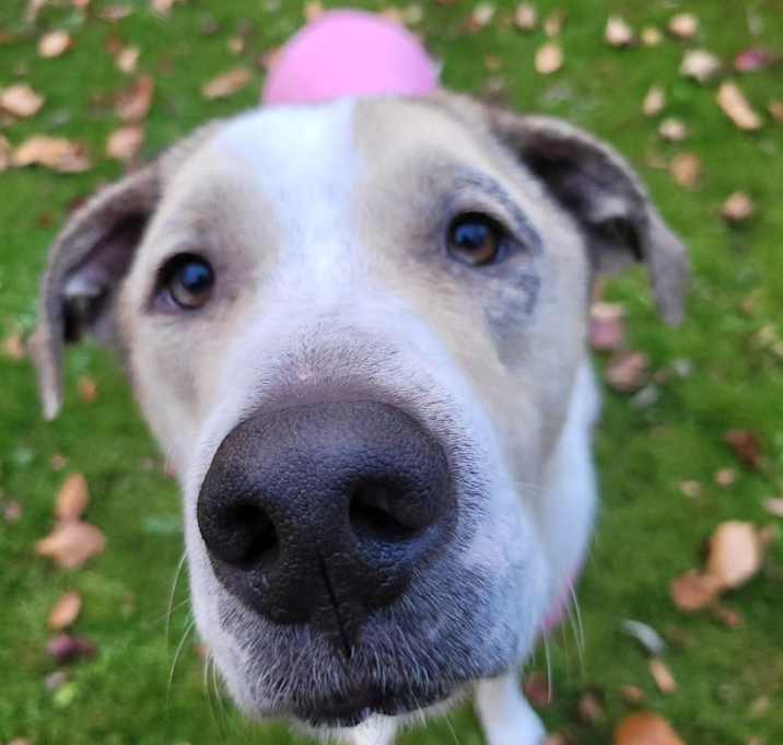 Photo of Lucy