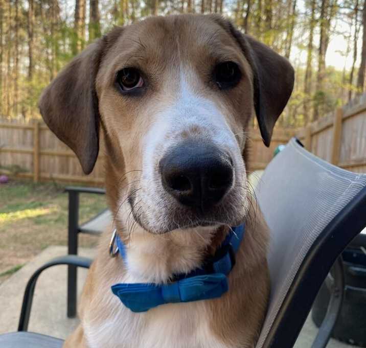 Photo of Cooper