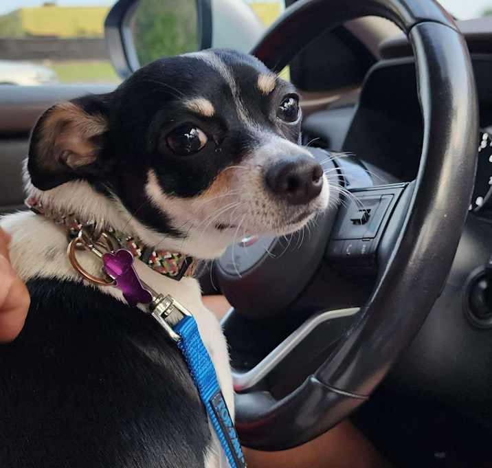 Photo of Oreo