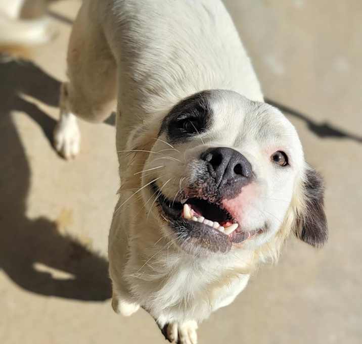 Photo of Cookie