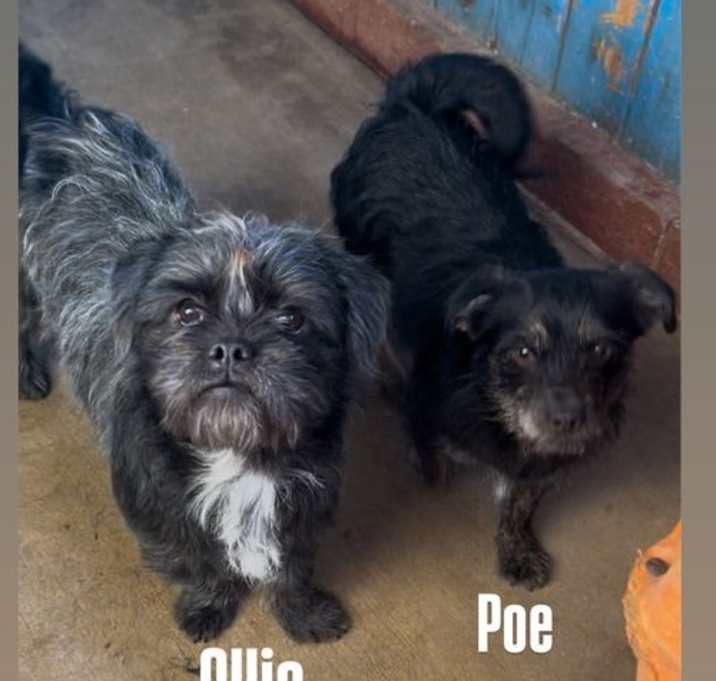 Photo of poe & ollie-Ollie ADOPTED!
