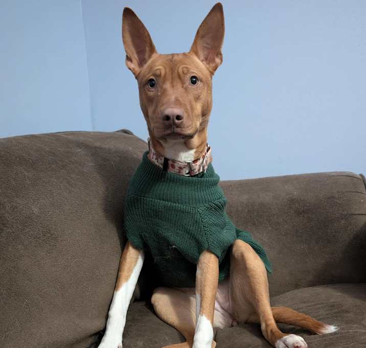 Photo of Luna