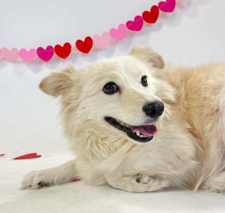 Photo of Daphne