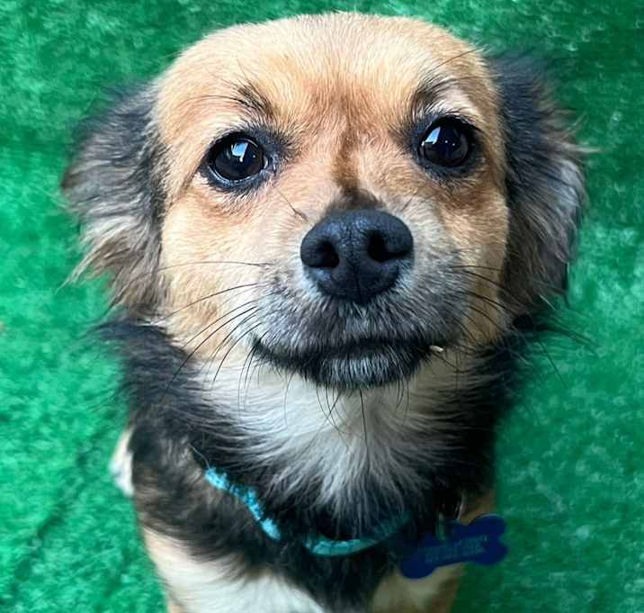 Photo of Annie