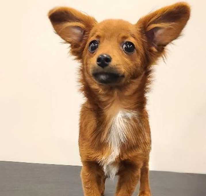 Photo of Bella-Not taking any more apps