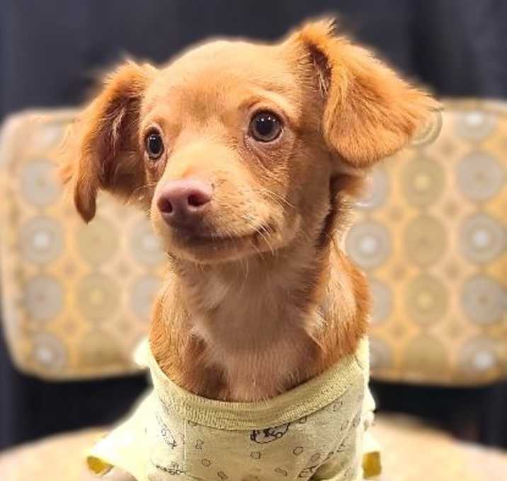 Photo of Rains-ADOPTION PENDING
