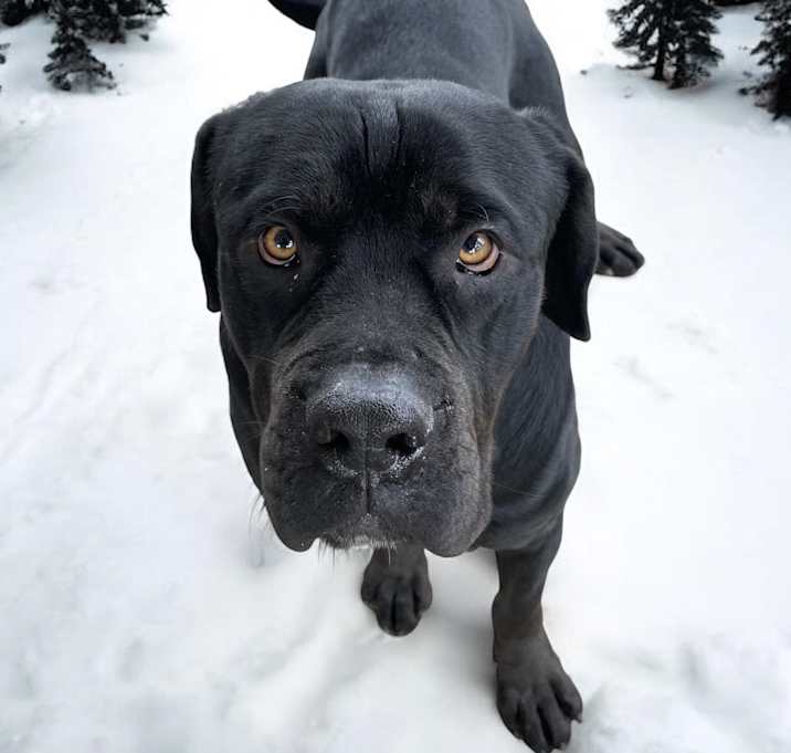 Photo of Coal