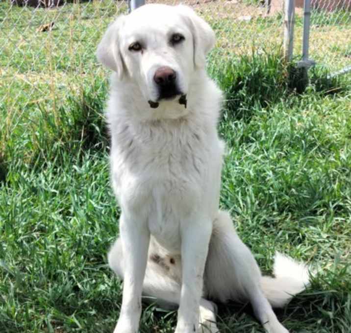 Photo of Buddy