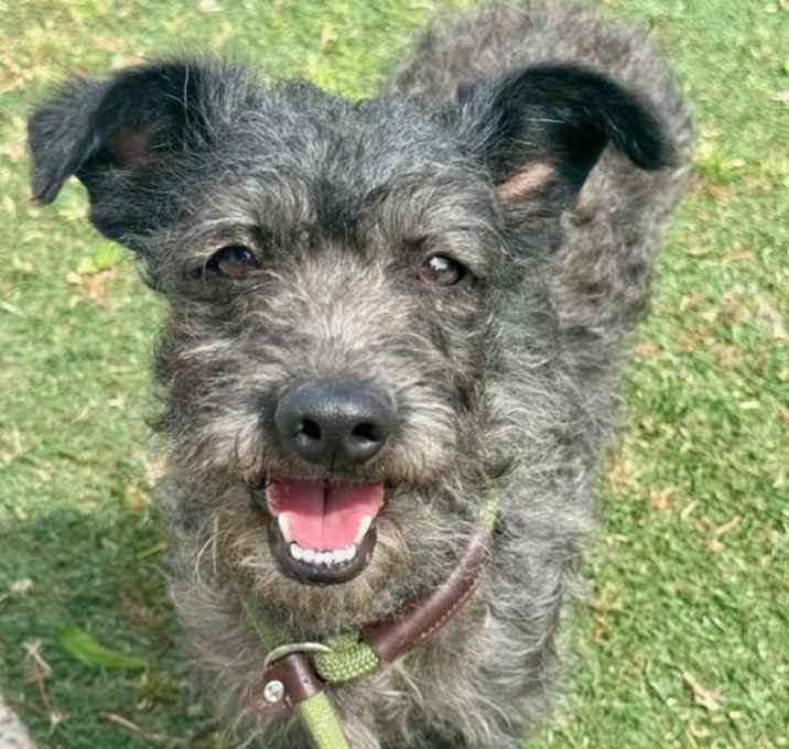 Photo of Brillo