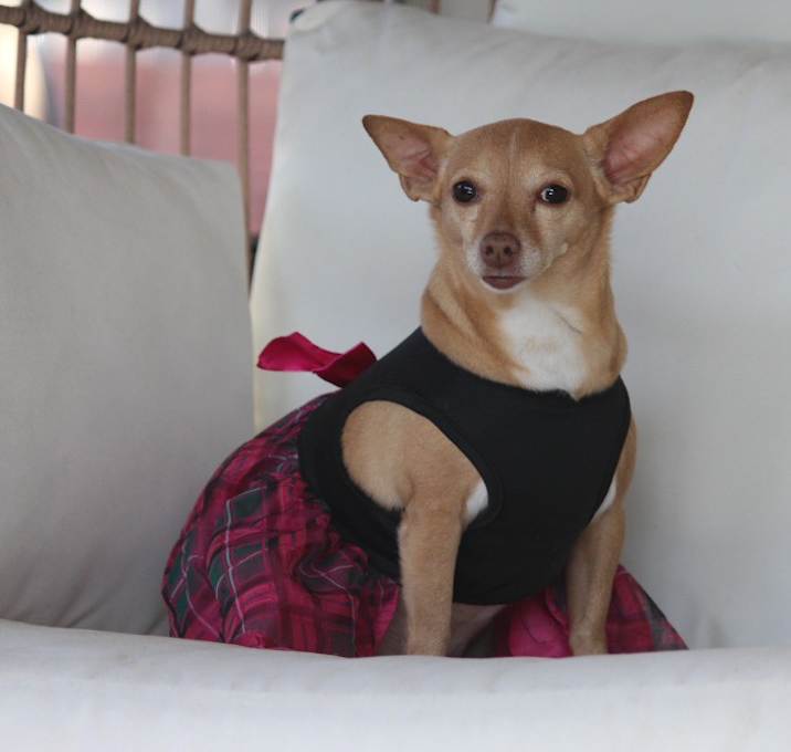 Photo of Daisy