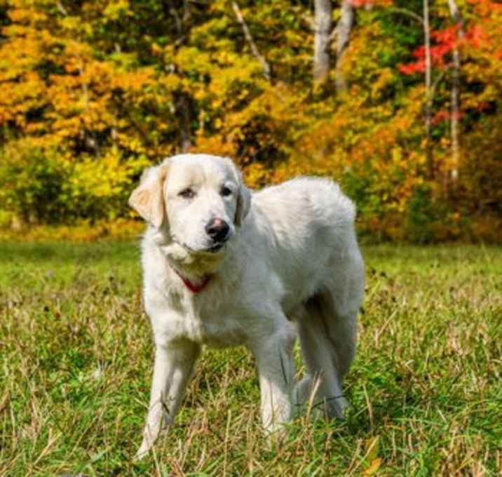 Photo of Roscoe-sweet boy