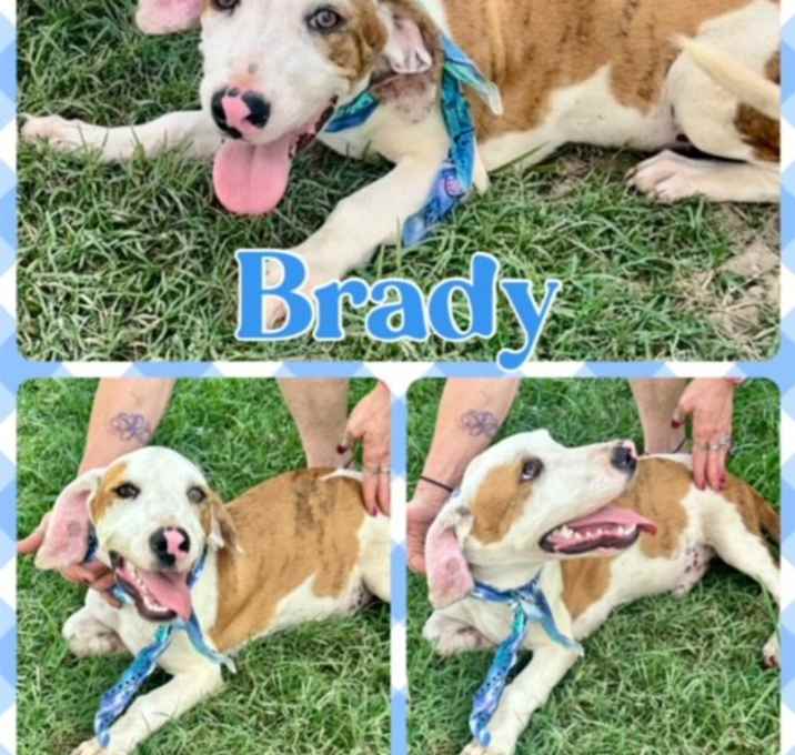 Photo of Brady
