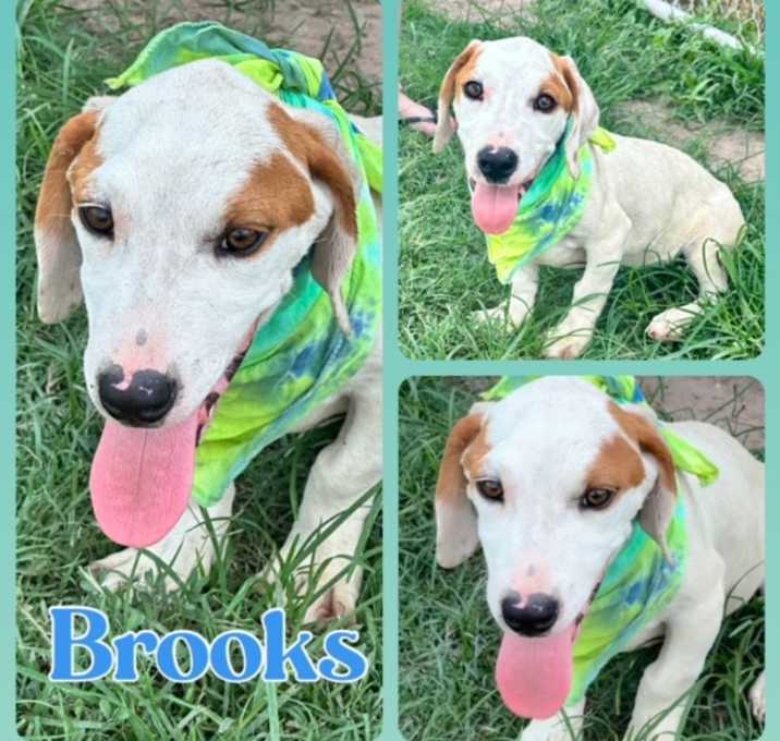 Photo of Brooks