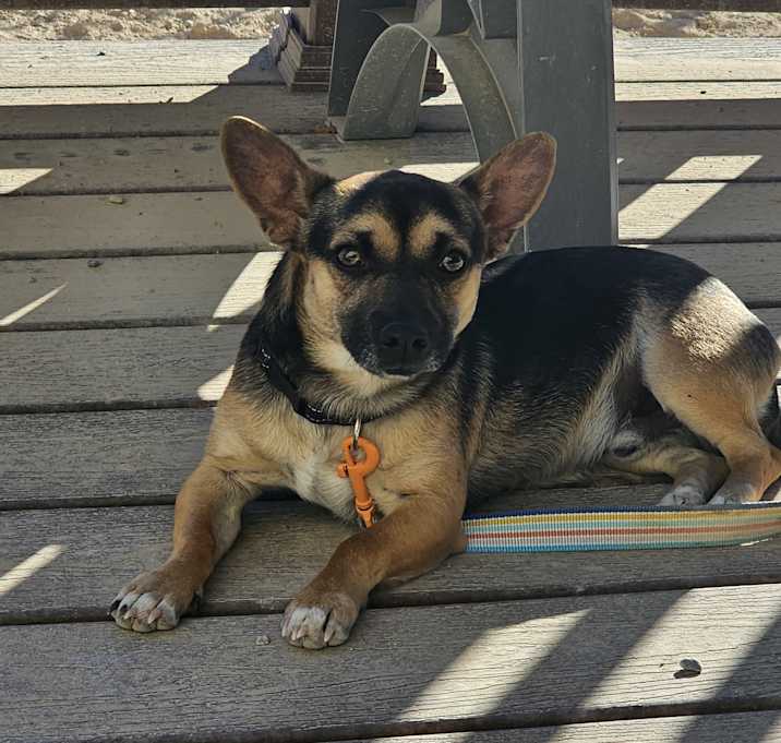Photo of Meatball