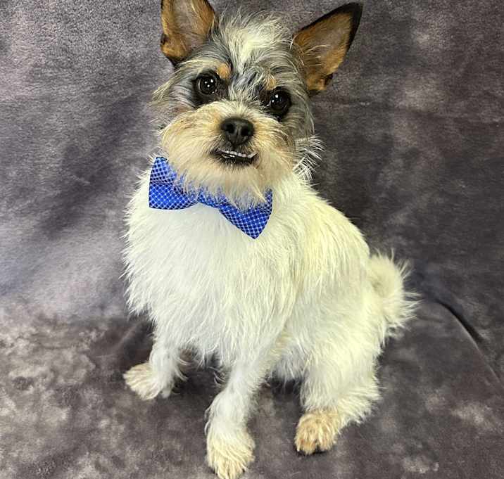Photo of Doogie