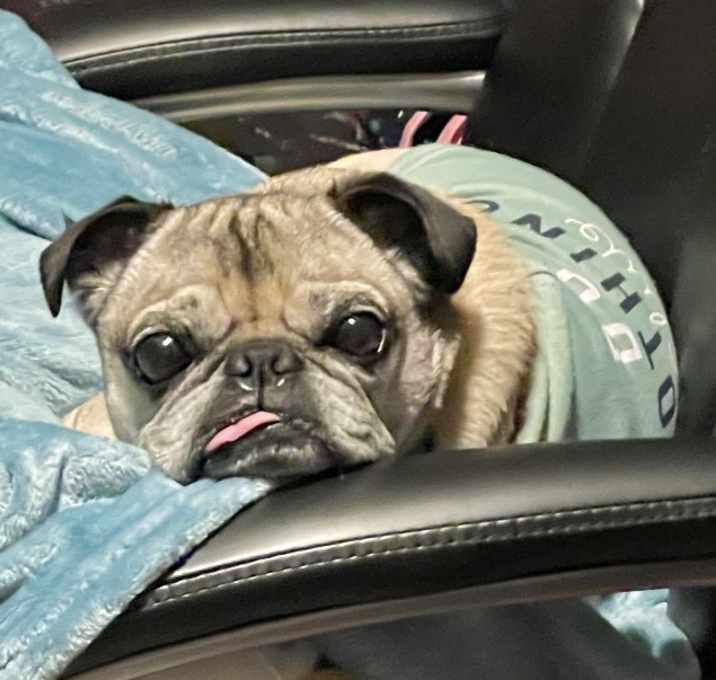 Photo of Dougie Boy