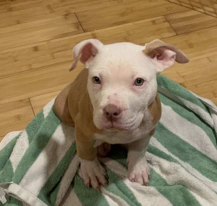 Photo of Neptune (puppy)