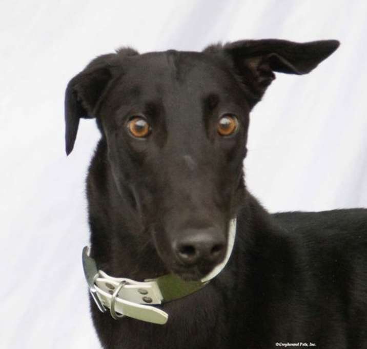Photo of Rebel