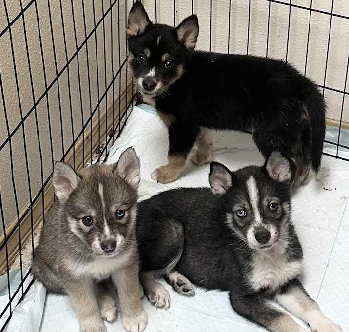 Photo of FLUFFY BABY BOYS