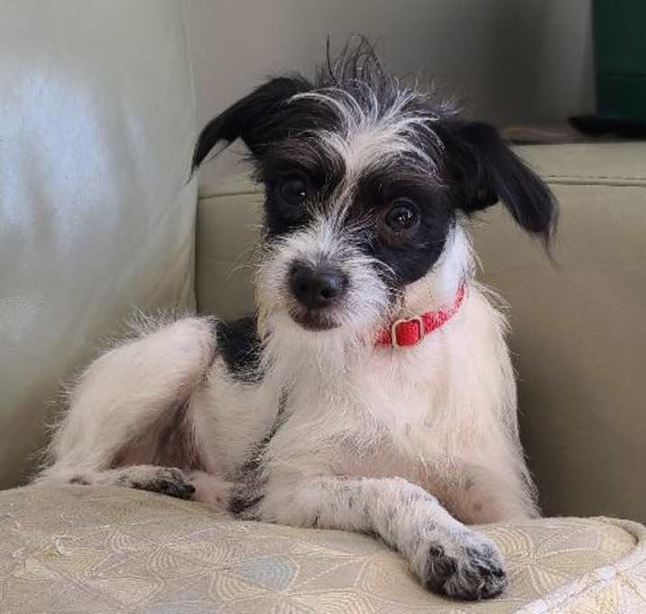 Photo of Oreo