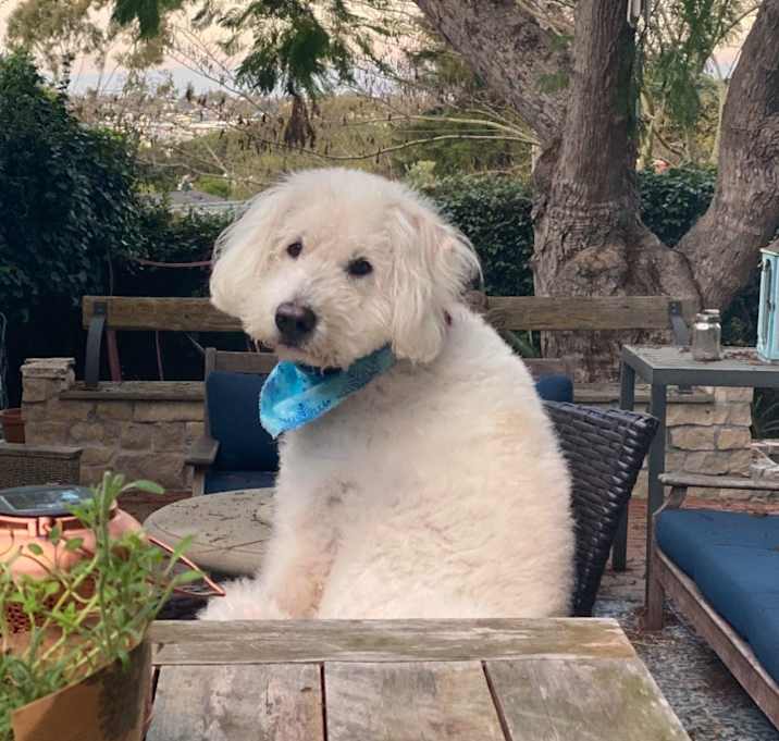 Photo of Luna