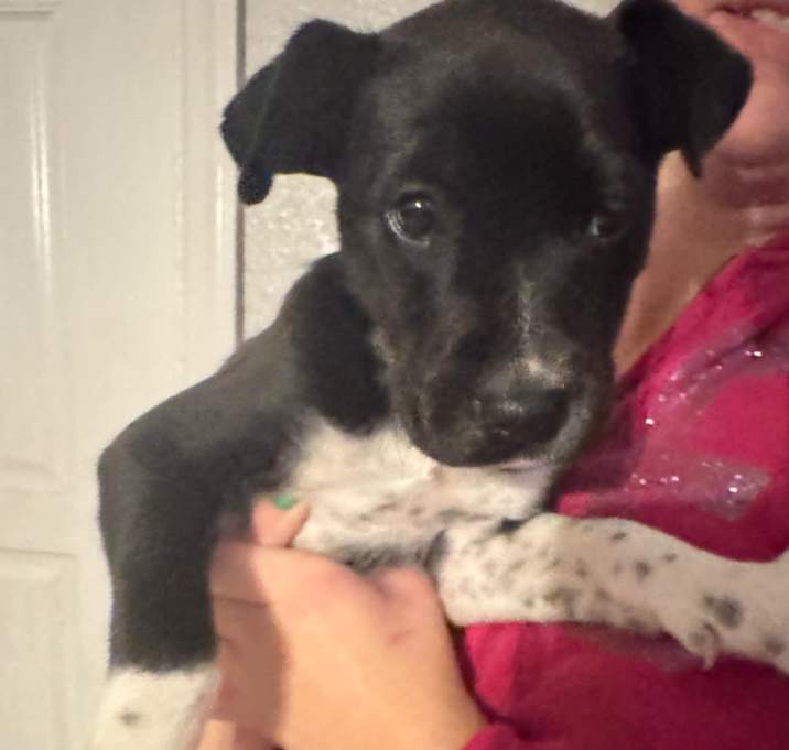 Photo of Snuffles