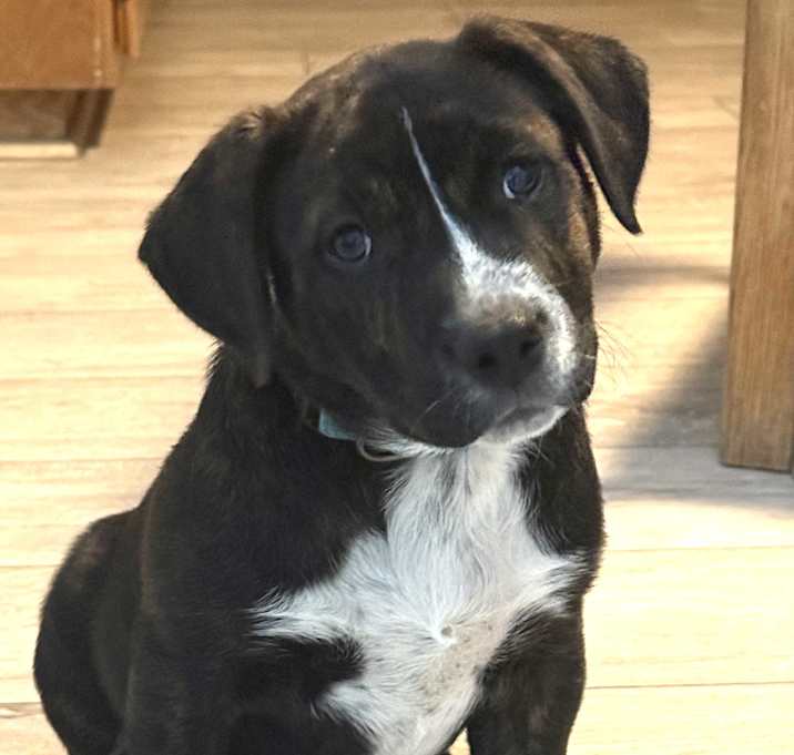 Photo of Luna