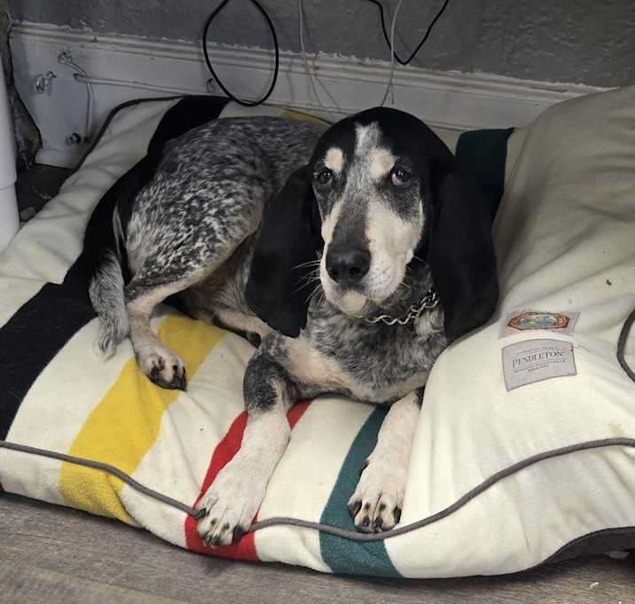 Photo of Gunner - 25002