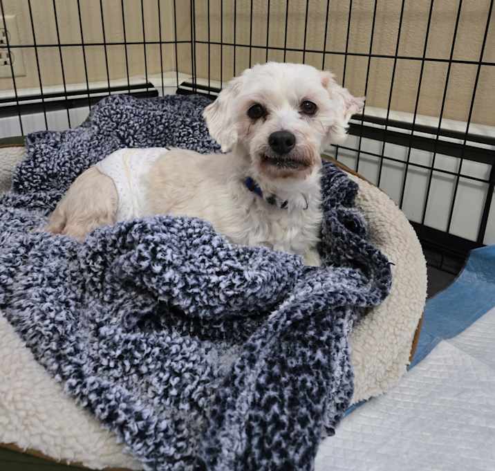 Photo of Odie