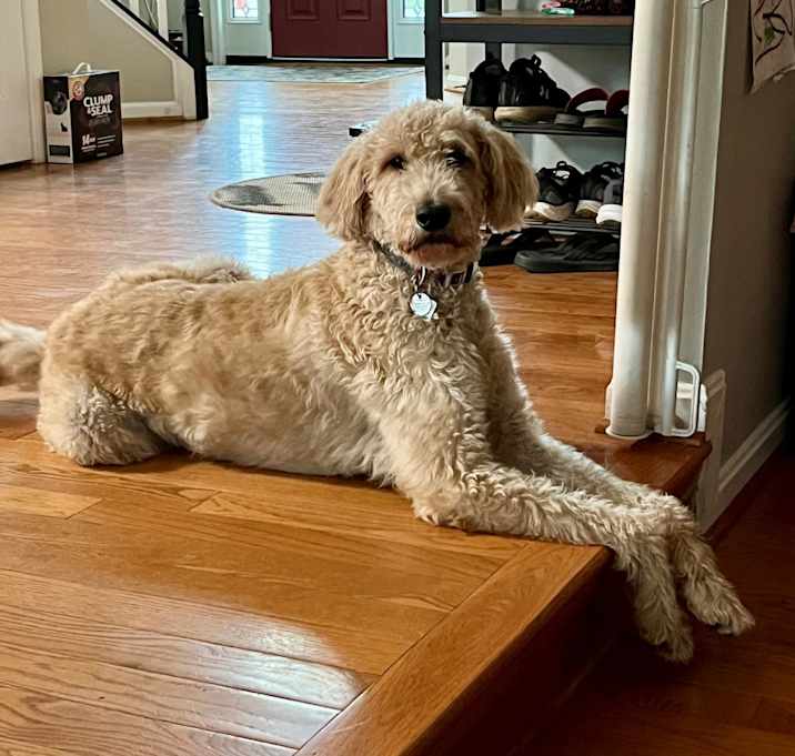 Photo of Henry