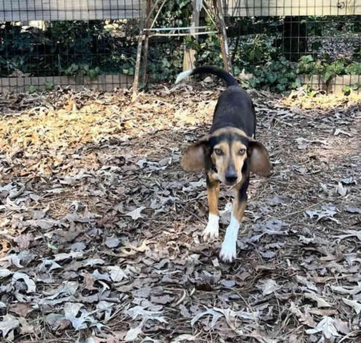 Photo of Woodstock-ADOPTED