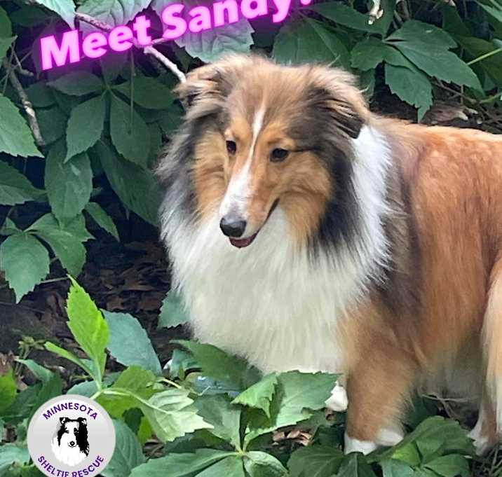 Photo of Sandy
